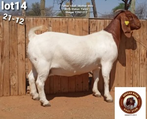 1X Boergoat Doe SBEGA BOERGOAT STUD