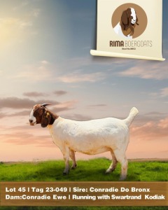 1X Boergoat Doe RIMA BOERGOAT STUD