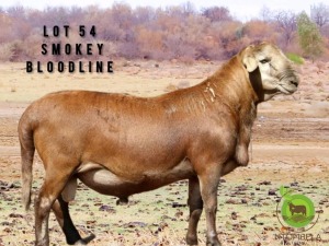 1X Meatmaster Ram NTOMBELA FARMS