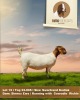 1X Boergoat Doe RIMA BOERGOAT STUD