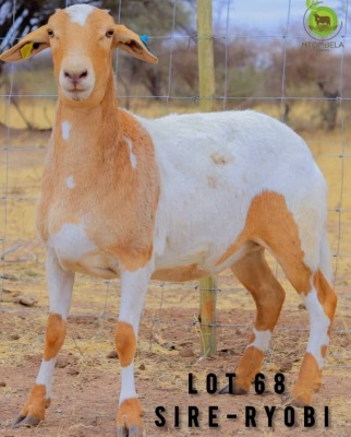 1X Meatmaster Ewe NTOMBELA FARMS