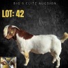 1X Boergoat Buck HV8