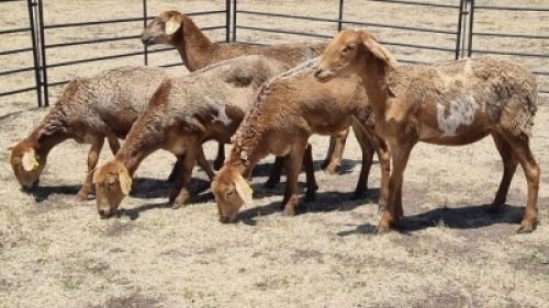 5+1X MEATMASTERS EWE T.MARKRAM