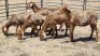 5+1X MEATMASTERS EWE T.MARKRAM