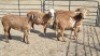 5X MEATMASTERS EWE T.MARKRAM