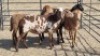 5X MEATMASTERS EWE T.MARKRAM