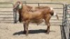 1X MEATMASTERS RAM NU VINO MEATMASTERS