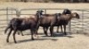 5X MEATMASTERS EWE T. MARKRAM