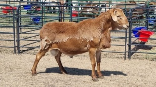 1X MEATMASTERS RAM T. MARKRAM