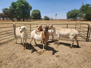 4X MEATMASTERS EWE T. MARKRAM