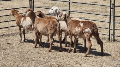 5X MEATMASTERS RAM M.L MARKRAM