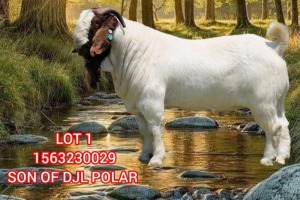 1X BOER GOAT STUD 2-079 BUCK SHONGOLOLO BOERBOK STOET