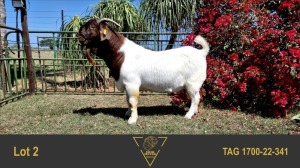 1X BOER GOAT FLOCK 39-372 BUCK ERIK MEYER BOERBOK STOET