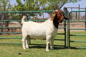 1X BOER GOAT FLOCK R 39-492 BUCK PW BOTHA BOER GOAT