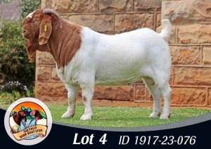 1X BOER GOAT FLOCK R 39-373 BUCK THE FALLS BOERGOAT STUD