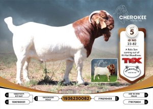 1X BOER GOAT FLOCK 39-362 BUCK CHEROKEE BOERGOAT STUD