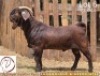 1X KALAHARI RED FLOCK 25-073 BUCK CW DREYER