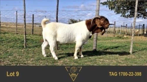 1X BOER GOAT FLOCK 39-498 BUCK ERIK MEYER BOERBOK STOET