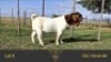 1X BOER GOAT FLOCK 39-498 BUCK ERIK MEYER BOERBOK STOET