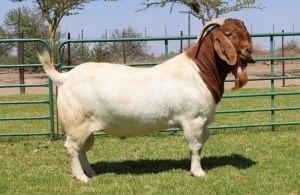 WITHDRAWN - X BOER GOAT BUCK PW BOTHA BOER GOAT