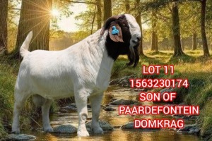 1X BOER GOAT FLOCK TEAT 39-495 BUCK SHONGOLOLO BOERBOK STOET