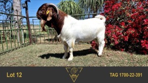 1X BOER GOAT FLOCK 39-371 BUCK ERIK MEYER BOERBOK STOET