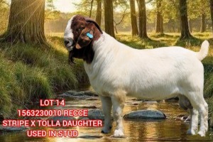 1X BOER GOAT FLOCK 2-070 BUCK SHONGOLOLO BOERBOK STOET