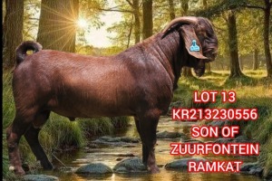 1X KALAHARI RED FLOCK 39-342 BUCK KR 213 SHOSHALOZA