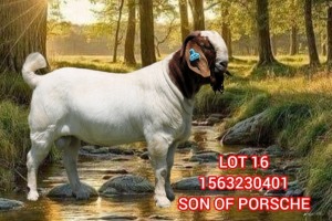 1X BOER GOAT FLOCK TEAT 39-489 BUCK SHONGOLOLO BOERBOK STOET