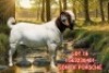 1X BOER GOAT FLOCK TEAT 39-489 BUCK SHONGOLOLO BOERBOK STOET