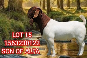 1X BOER GOAT FLOCK TEAT 39-490 BUCK SHONGOLOLO BOERBOK STOET