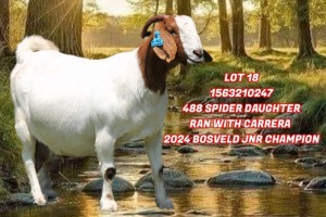 1+3X BOER GOAT STUD 21-108 DOE SHONGOLOLO BOERBOK STOET