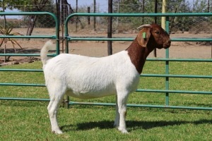 1X BOER GOAT FLOCK 39-487 DOE PW BOTHA BOER GOAT