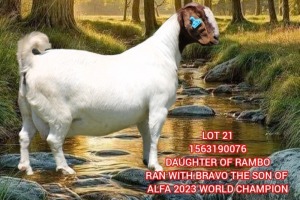 1+2X BOER GOAT STUD 39-330 DOE SHONGOLOLO BOERBOK STOET