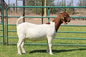 1X BOER GOAT FLOCK 39-379 DOE PW BOTHA BOER GOAT