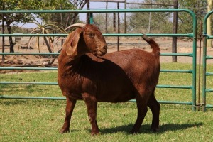 1X KALAHARI RED FLOCK R 39-361 DOE PW BOTHA BOER GOAT