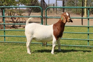 1X BOER GOAT FLOCK 39-430 DOE PW BOTHA BOER GOAT