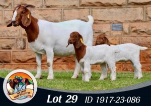 1+2X BOER GOAT FLOCK 39-426 DOE THE FALLS BOERGOAT STUD