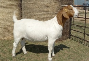 1X BOER GOAT STUD 39-331 DOE KAMEELDORING BBS