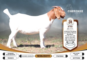 1X BOER GOAT FLOCK 39-484 DOE CHEROKEE BOERGOAT STUD