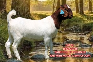 1X BOER GOAT FLOCK 21-144 DOE SHONGOLOLO BOERBOK STOET