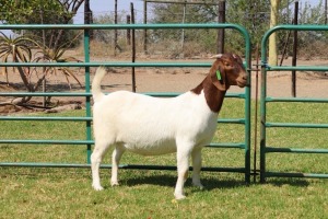 1X BOER GOAT FLOCK 39-350 DOE PW BOTHA BOER GOAT