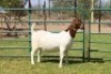 1X BOER GOAT FLOCK 39-350 DOE PW BOTHA BOER GOAT