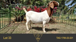 1X BOER GOAT STUD 39-325 DOE ERIK MEYER BOERBOK STOET