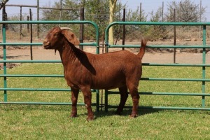 1X KALAHARI RED FLOCK R 39-359 DOE PW BOTHA BOER GOAT