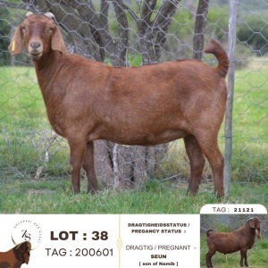 1X KALAHARI RED FLOCK 39-367 DOE ZAANRI SNYMAN KALAHARI REDS