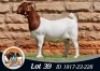 1X BOER GOAT FLOCK 39-493 PREGNANT DOE THE FALLS BOERGOAT STUD