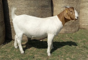 1X BOER GOAT FLOCK 39-351 DOE KAMEELDORING BBS