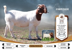 1X BOER GOAT FLOCK 38-441 DOE CHEROKEE BOERGOAT STUD