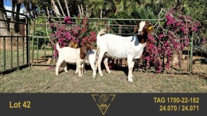 1+2X BOER GOAT FLOCK 39-354 DOE ERIK MEYER BOERBOK STOET